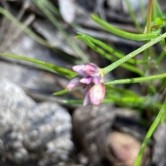 Laxmannia gracilis (Slender Wire Lily) at Percival Hill - 31 Oct 2021 by Rosie