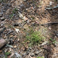 Laxmannia gracilis at Nicholls, ACT - 31 Oct 2021