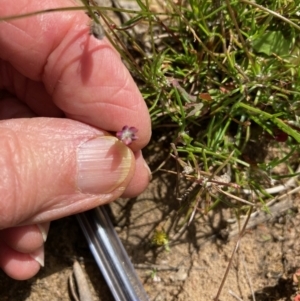 Laxmannia gracilis at Nicholls, ACT - 31 Oct 2021