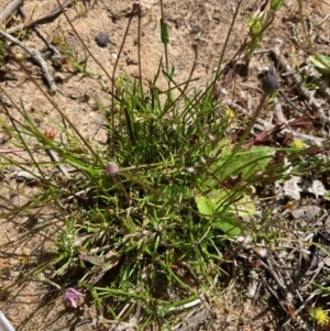 Laxmannia gracilis at Nicholls, ACT - 31 Oct 2021