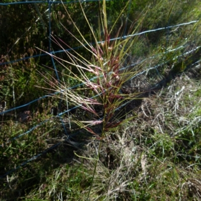 Austrostipa densiflora (Foxtail Speargrass) at Mayfield, NSW - 9 Nov 2021 by Paul4K