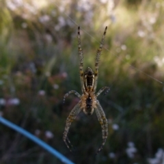 Plebs bradleyi (Enamelled spider) at QPRC LGA - 9 Nov 2021 by Paul4K