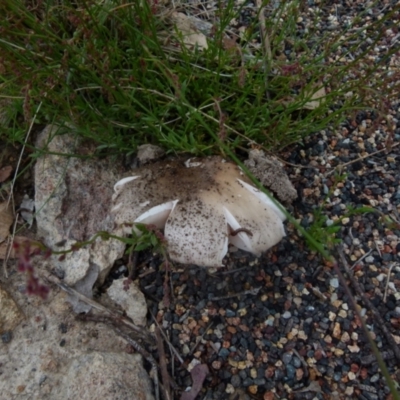Unidentified Cap on a stem; gills below cap [mushrooms or mushroom-like] at Boro, NSW - 9 Nov 2021 by Paul4K