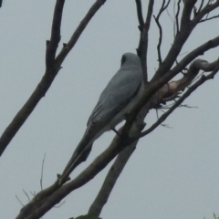 Coracina novaehollandiae (Black-faced Cuckooshrike) at Boro - 9 Nov 2021 by Paul4K