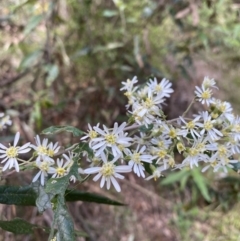 Olearia lirata (Snowy Daisybush) at Goobarragandra, NSW - 9 Nov 2021 by Jubeyjubes