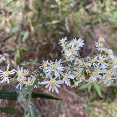 Olearia lirata (Snowy Daisybush) at Kosciuszko National Park - 9 Nov 2021 by Jubeyjubes