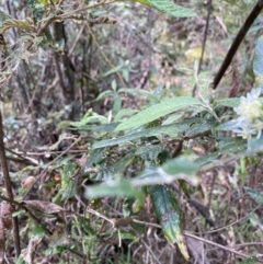 Olearia lirata at Goobarragandra, NSW - 9 Nov 2021