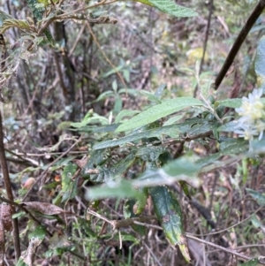 Olearia lirata at Goobarragandra, NSW - 9 Nov 2021 01:32 PM