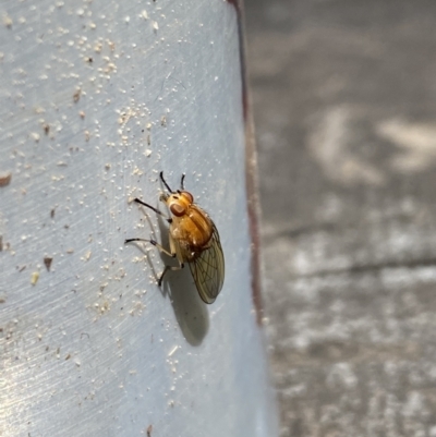 Sapromyza sp. at Brindabella, NSW - 8 Nov 2021 by Jubeyjubes