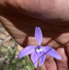 Glossodia major (Wax Lip Orchid) at Bondo State Forest - 8 Nov 2021 by Jubeyjubes