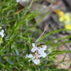 Leucopogon virgatus (Common Beard-heath) at Wee Jasper State Forest - 7 Nov 2021 by Jubeyjubes