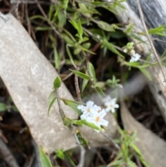 Leucopogon virgatus at Wee Jasper, NSW - 7 Nov 2021