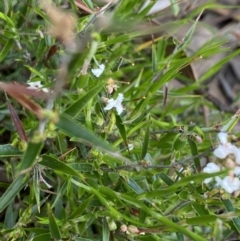 Leucopogon virgatus at Wee Jasper, NSW - 7 Nov 2021