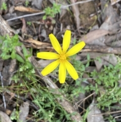 Unverified Other Wildflower or Herb at Wee Jasper, NSW - 7 Nov 2021 by Jubeyjubes