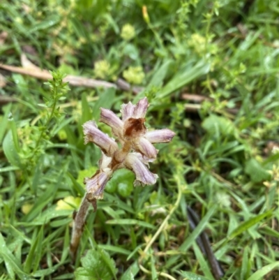 Orobanche minor (Broomrape) at Wee Jasper State Forest - 7 Nov 2021 by Jubeyjubes