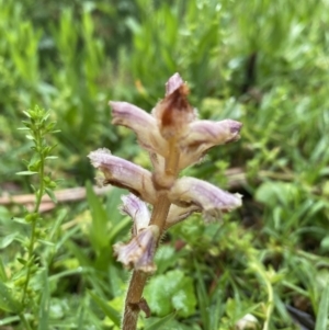 Orobanche minor at Wee Jasper, NSW - 8 Nov 2021 09:00 AM