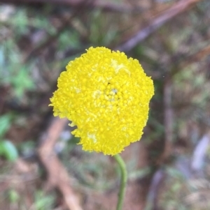 Craspedia sp. at Wee Jasper, NSW - 8 Nov 2021