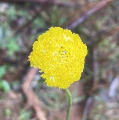 Craspedia sp. (Billy Buttons) at Wee Jasper State Forest - 7 Nov 2021 by Jubeyjubes