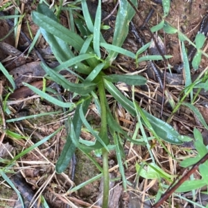 Craspedia sp. at Wee Jasper, NSW - 8 Nov 2021