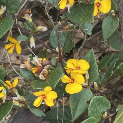 Platylobium montanum subsp. montanum (Mountain Flat Pea) at Wee Jasper State Forest - 7 Nov 2021 by Jubeyjubes