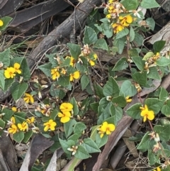 Platylobium montanum subsp. montanum at Wee Jasper, NSW - 7 Nov 2021