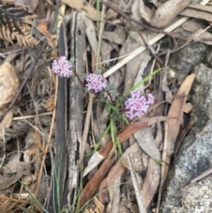 Poranthera microphylla at Wee Jasper, NSW - 7 Nov 2021