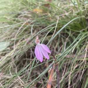 Caladenia carnea at Wee Jasper, NSW - 7 Nov 2021