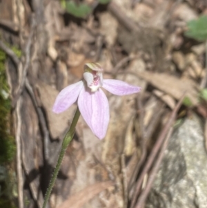 Caladenia carnea at Wee Jasper, NSW - 7 Nov 2021