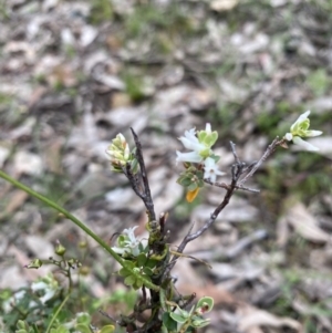 Brachyloma daphnoides at Wee Jasper, NSW - 7 Nov 2021