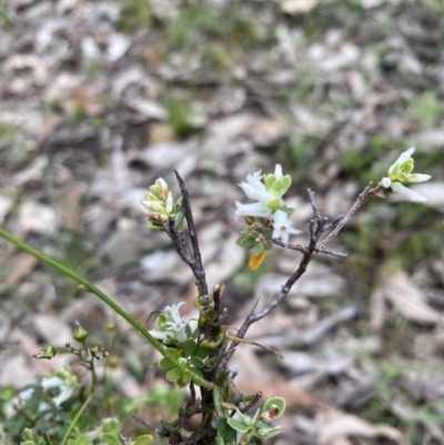 Brachyloma daphnoides (Daphne Heath) at Wee Jasper State Forest - 7 Nov 2021 by Jubeyjubes