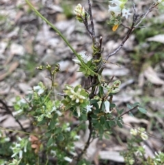 Brachyloma daphnoides at Wee Jasper, NSW - 7 Nov 2021