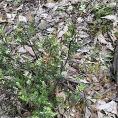 Brachyloma daphnoides at Wee Jasper, NSW - 7 Nov 2021