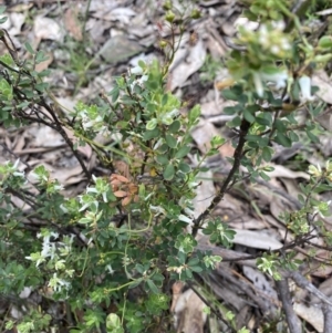 Brachyloma daphnoides at Wee Jasper, NSW - 7 Nov 2021