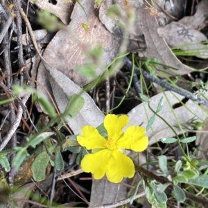 Hibbertia obtusifolia at Wee Jasper, NSW - 7 Nov 2021