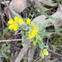 Hibbertia obtusifolia at Wee Jasper, NSW - 7 Nov 2021