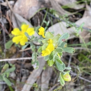 Hibbertia obtusifolia at Wee Jasper, NSW - 7 Nov 2021