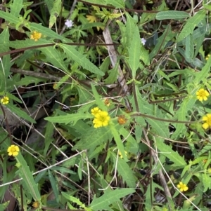 Sigesbeckia australiensis at Wee Jasper, NSW - 7 Nov 2021