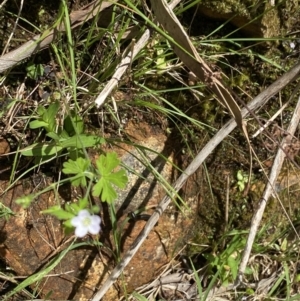 Geranium gardneri at Wee Jasper, NSW - 7 Nov 2021 11:53 AM