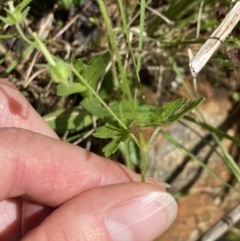 Geranium gardneri at Wee Jasper, NSW - 7 Nov 2021 11:53 AM