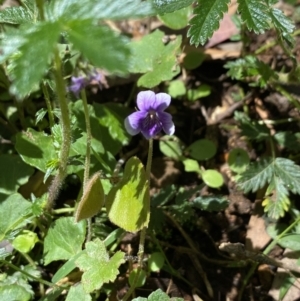 Viola hederacea at Wee Jasper, NSW - 7 Nov 2021