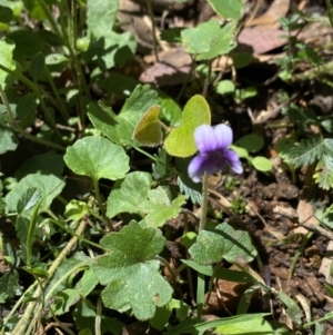 Viola hederacea at Wee Jasper, NSW - 7 Nov 2021 01:53 PM