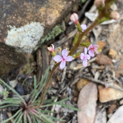 Stylidium graminifolium (Grass Triggerplant) at Wee Jasper State Forest - 7 Nov 2021 by Jubeyjubes