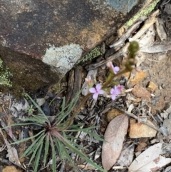 Stylidium graminifolium at Wee Jasper, NSW - 7 Nov 2021