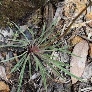 Stylidium graminifolium at Wee Jasper, NSW - 7 Nov 2021