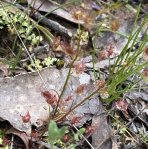 Drosera sp. at Wee Jasper, NSW - 7 Nov 2021