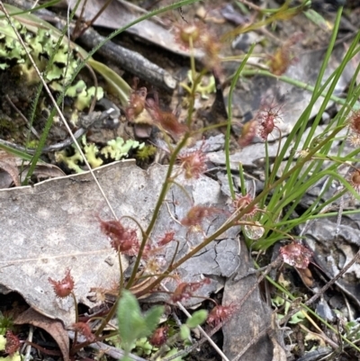 Drosera (genus) (A Sundew) at Wee Jasper, NSW - 7 Nov 2021 by Jubeyjubes