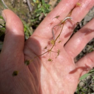 Drosera sp. at Wee Jasper, NSW - 7 Nov 2021