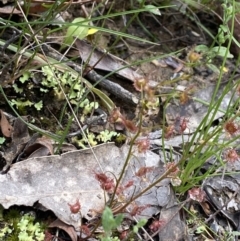 Drosera sp. at Wee Jasper, NSW - 7 Nov 2021