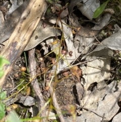 Drosera sp. at Wee Jasper, NSW - 7 Nov 2021