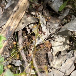 Drosera sp. at Wee Jasper, NSW - 7 Nov 2021